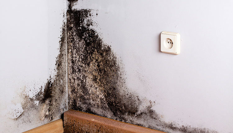 The Imperative Warning Symptoms of Black Mold Exposure